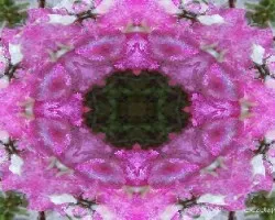 Azalea
