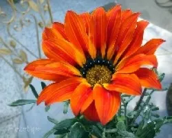 Gazania