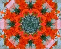 Gazania