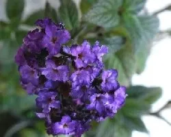 Heliotropium peruvianum