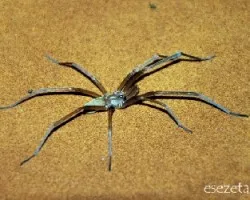 Araña