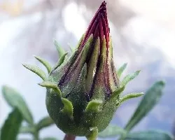Pimpollo de Gazania