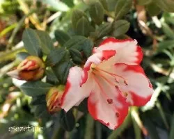 Azaleas
