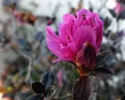 Azaleas