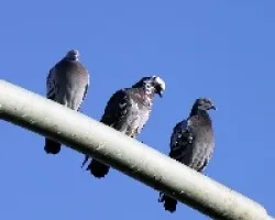 Columba livia