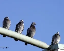 Columba livia