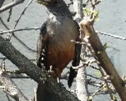Turdus rufiventris