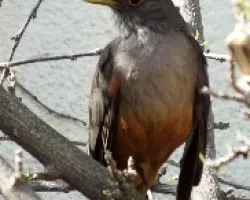 Turdus rufiventris