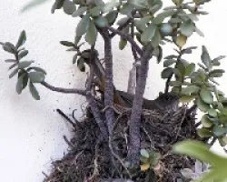 Turdus rufiventris