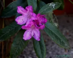 Rododendro
