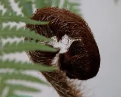Dicksonia antarctica