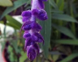 Salvia leucantha