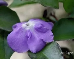 Brunfelsia australis 