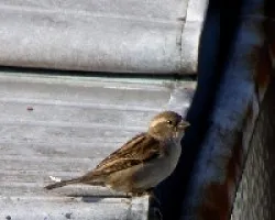 Passer domesticus