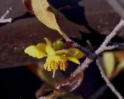 Ochna serrulata 