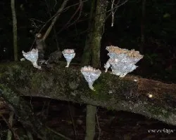 Hongos blancos