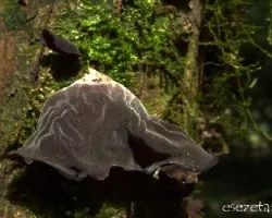 Hongo terciopelo