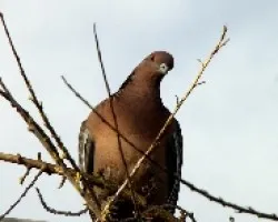 Columba picazuro