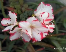 Azalea