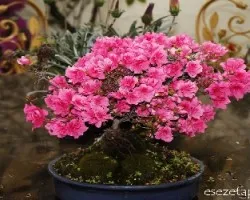 Bonsai