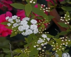 Spiraea cantoniensis 