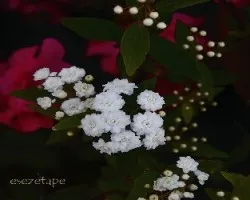 Spiraea cantoniensis