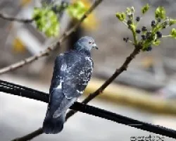 Columba livia