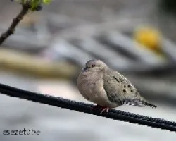 Palomas