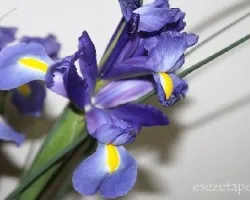 Iris sp