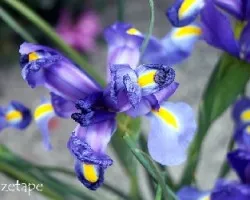 Iris sp