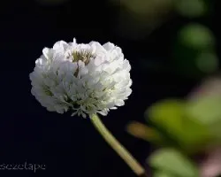 Trifolium repens