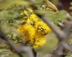 Acacia caven