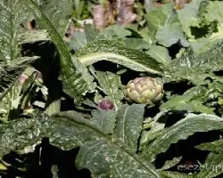 Cynara scolymus