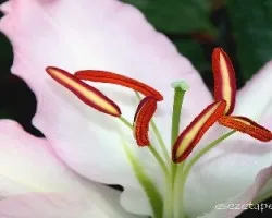 Lilium