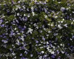 Brunfelsia australis