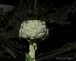Cynara scolymus