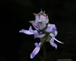 Plectranthus neochilus 