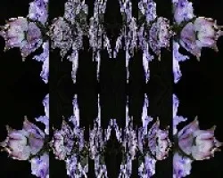 Plectranthus neochilus