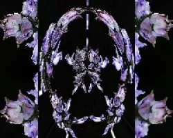 Plectranthus neochilus