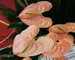 Anthurium sp