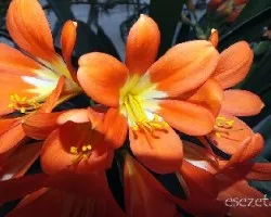 Clivia miniata