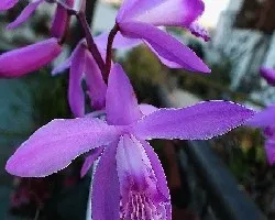 Bletilla striata 