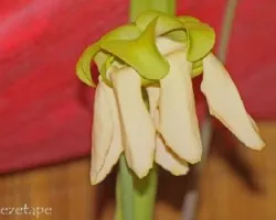 Sarracenia flava