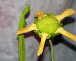 Sarracenia flava