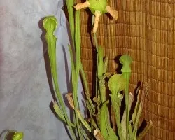 Sarracenia flava