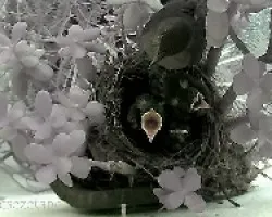 Turdus rufiventris