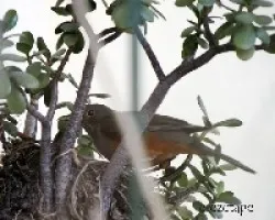 Turdus rufiventris