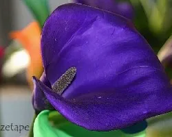 Zantedeschia aethiopica    