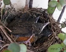 Turdus rufiventris