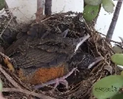 Turdus rufiventris